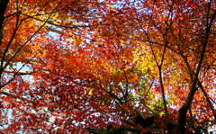 紅葉劇場2013