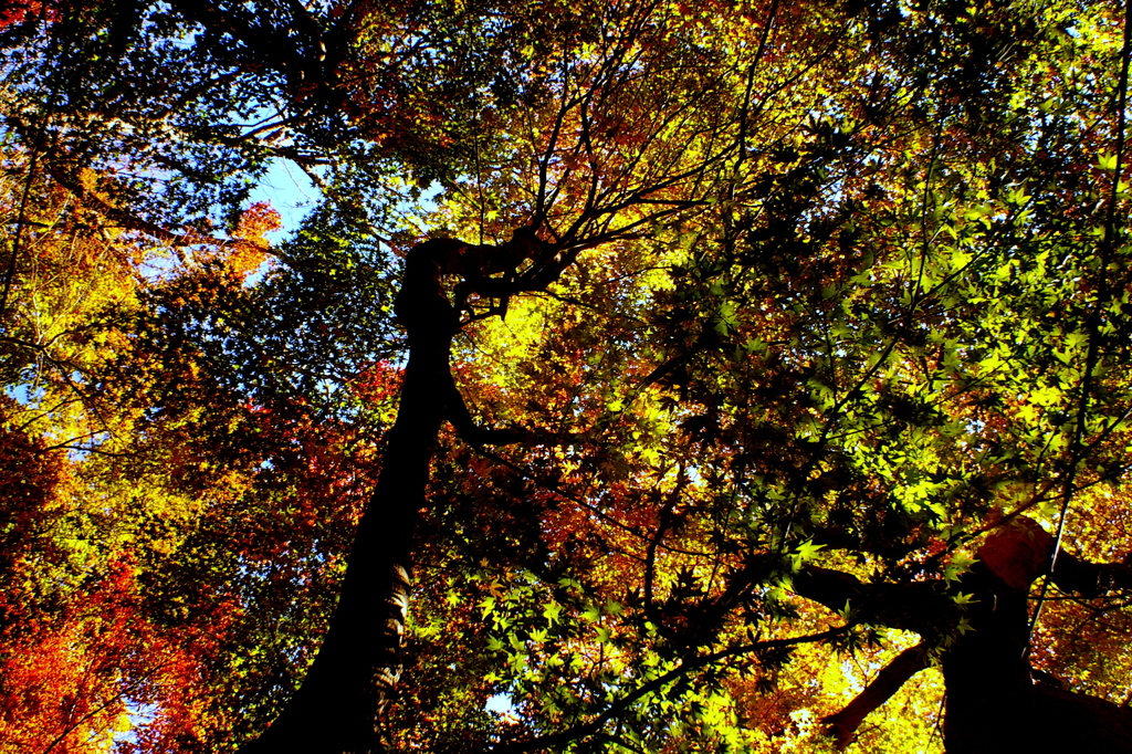紅葉劇場2014