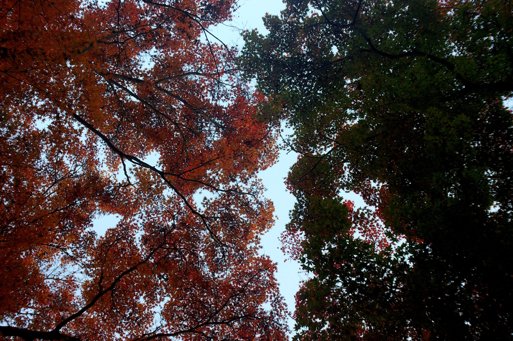 紅葉劇場2012（red&green）