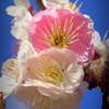 梅の花