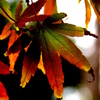 紅葉劇場2010