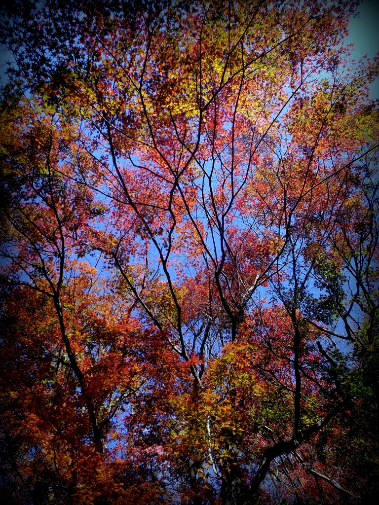 IMGP0453