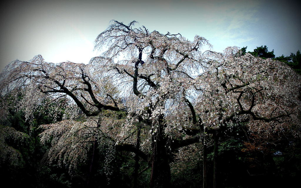 長興山紹太寺（要拡大です。）