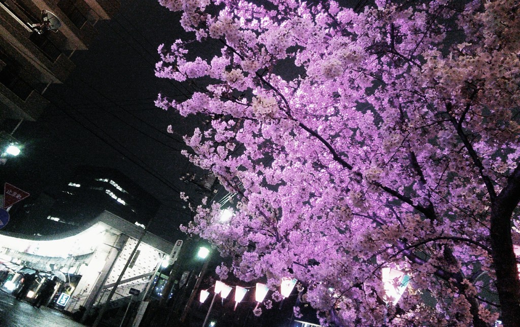 夜桜　at 　野毛
