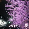 夜桜　at 　野毛