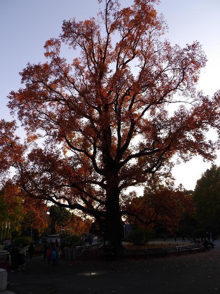 紅葉　東京国立博物館