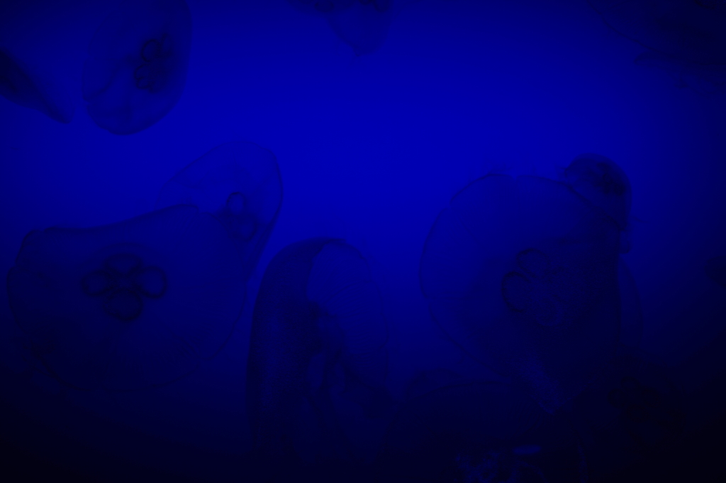 ギャラリー新江ノ島水族館
