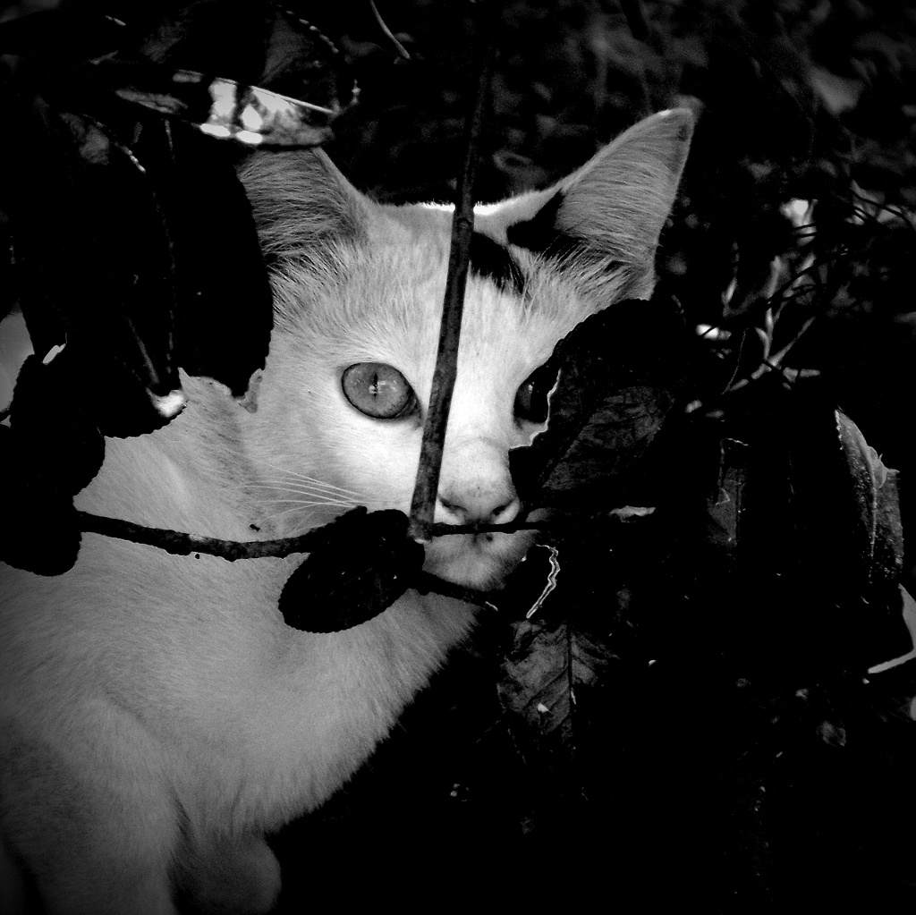 野良猫