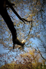 大きな桜の木の下で