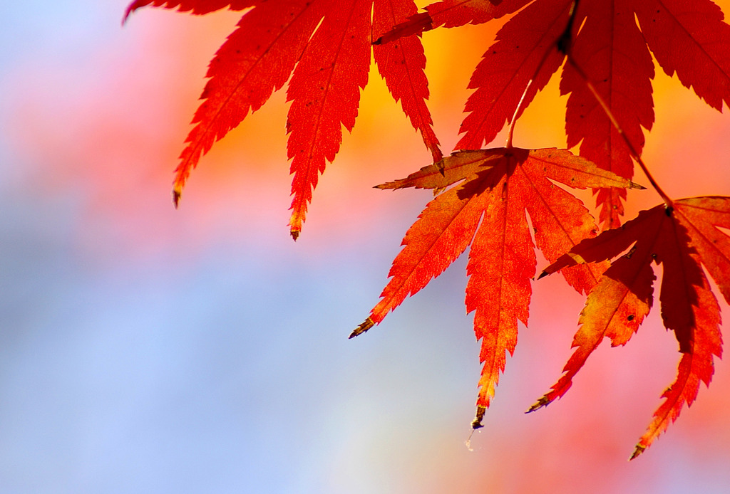 紅葉劇場2009