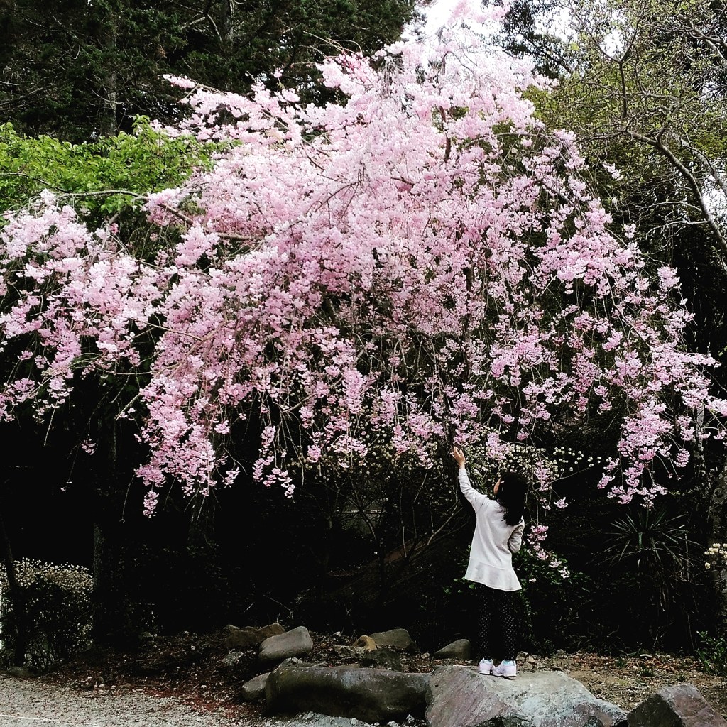春のたわむれ