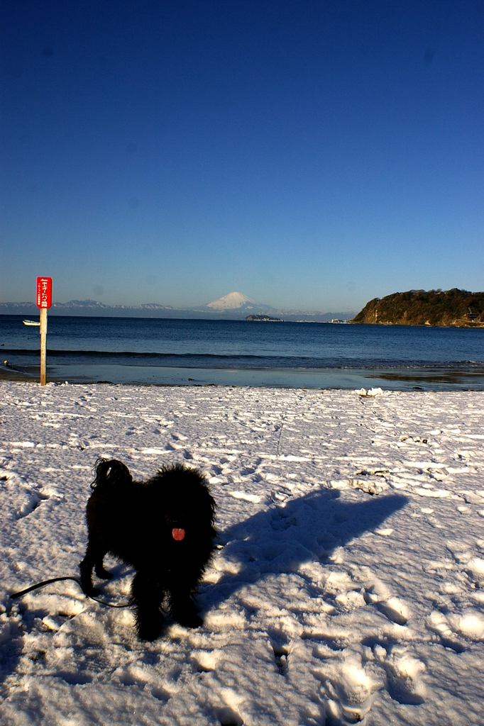 雪の逗子海岸