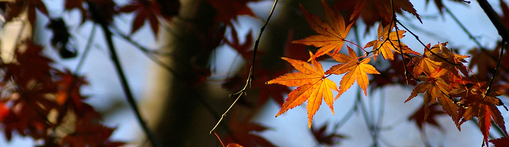 紅葉劇場2009