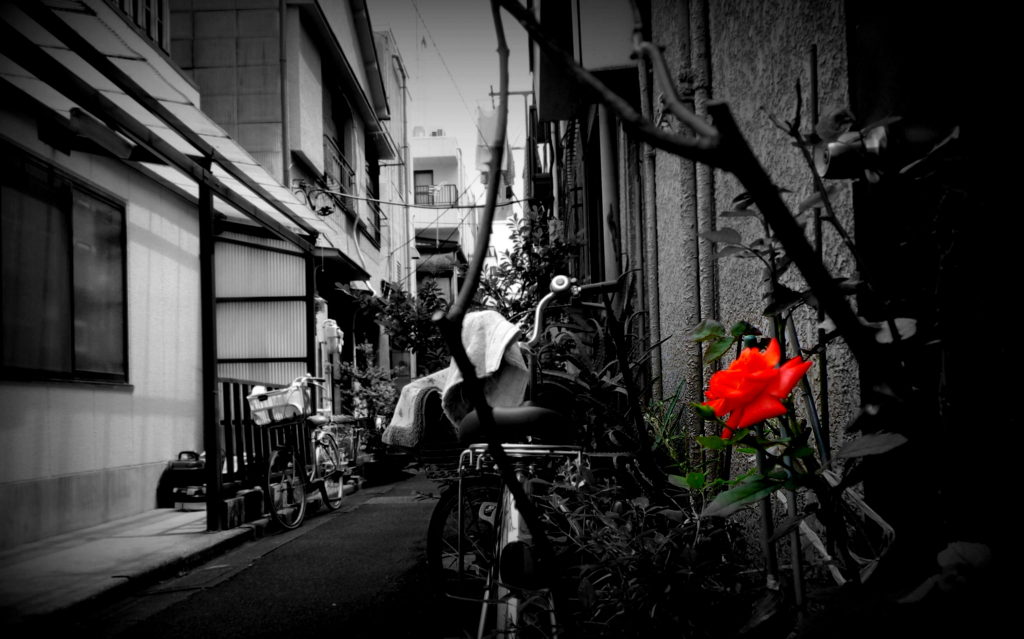 下町の花