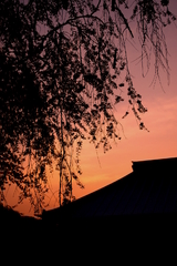 今年最後のお花見