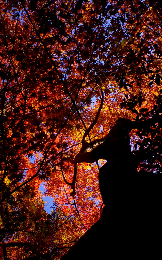 紅葉劇場2014