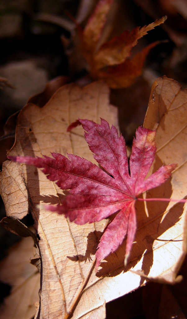 紅葉劇場2009