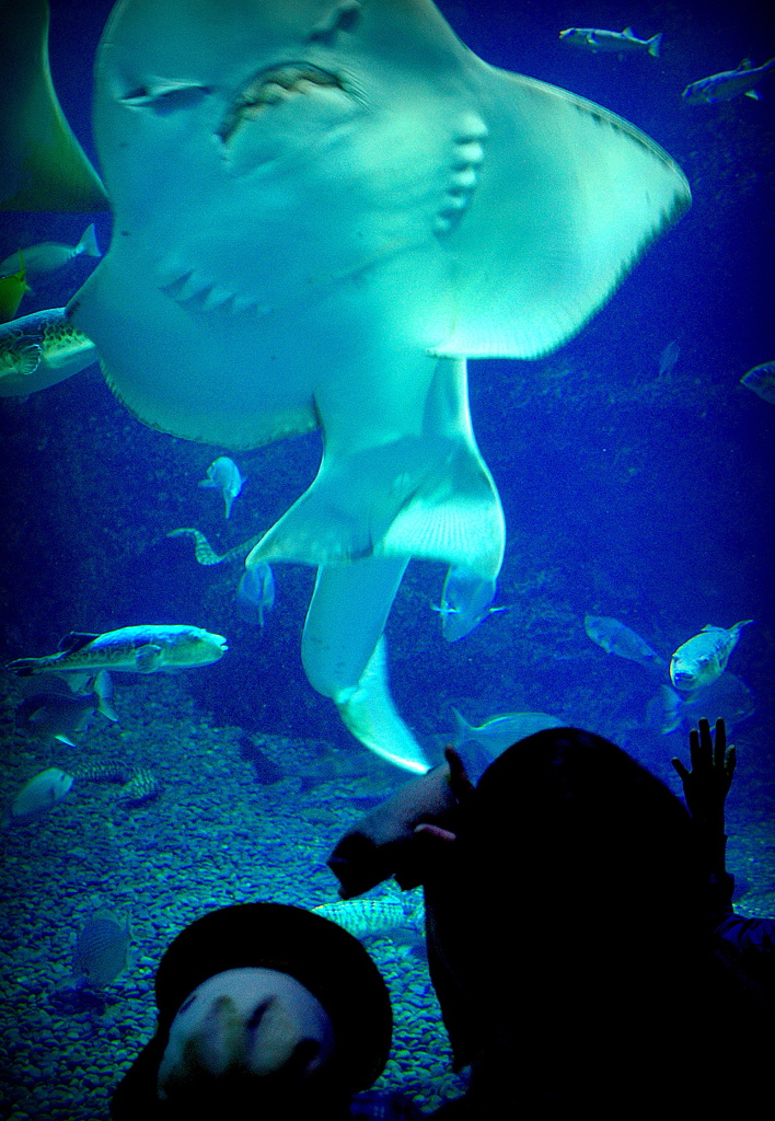ギャラリー新江ノ島水族館