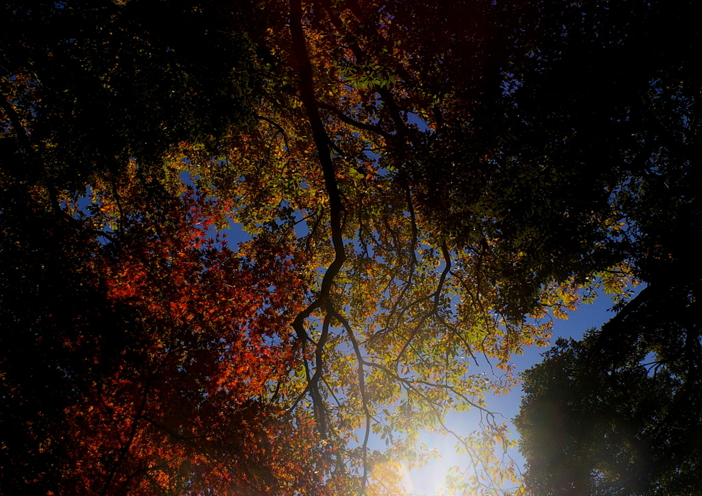 紅葉劇場2014
