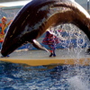 ギャラリー新江ノ島水族館