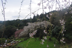 長興山のしだれ桜