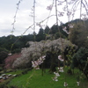 長興山のしだれ桜