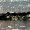 逆光・逗子海岸