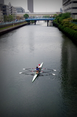 会社の前のアメンボ