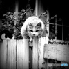 のらねこの唄