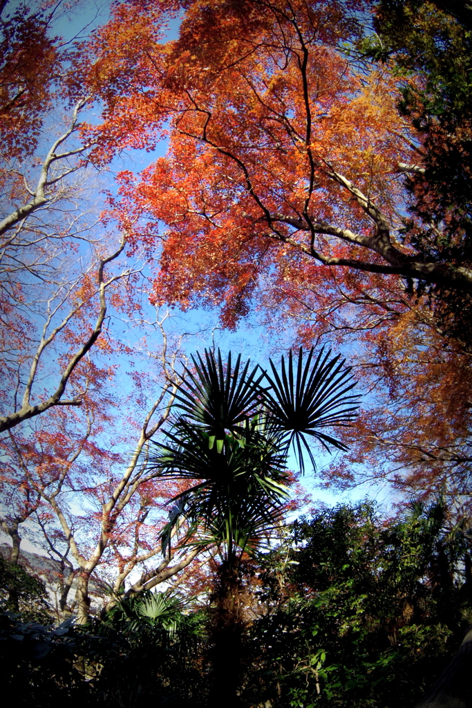 紅葉劇場2017