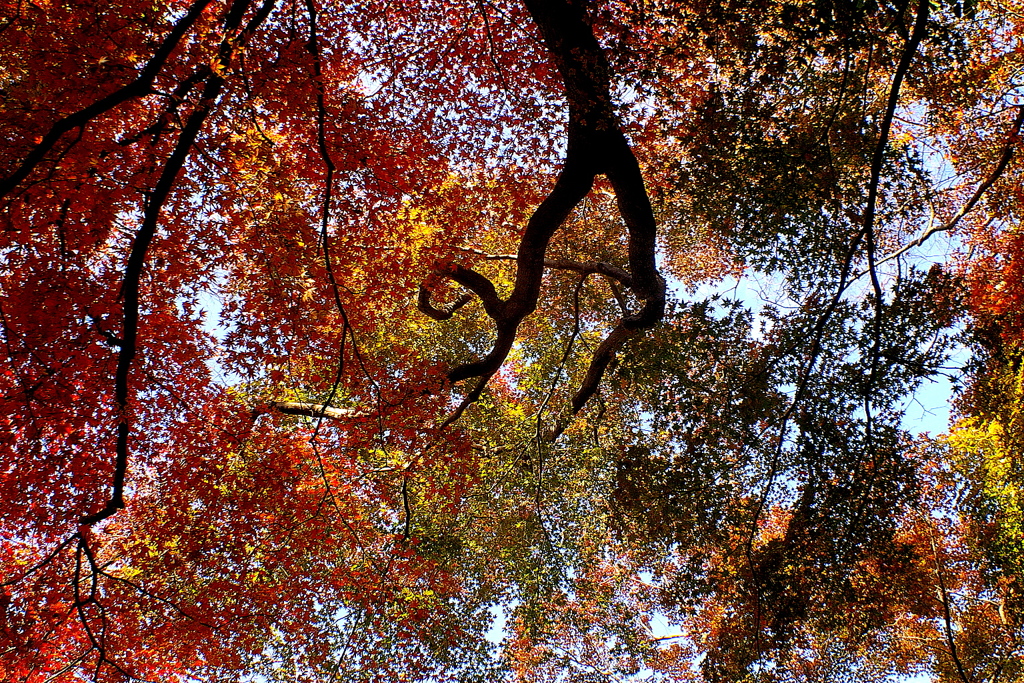 紅葉劇場2017