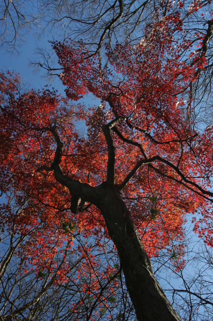 紅葉劇場