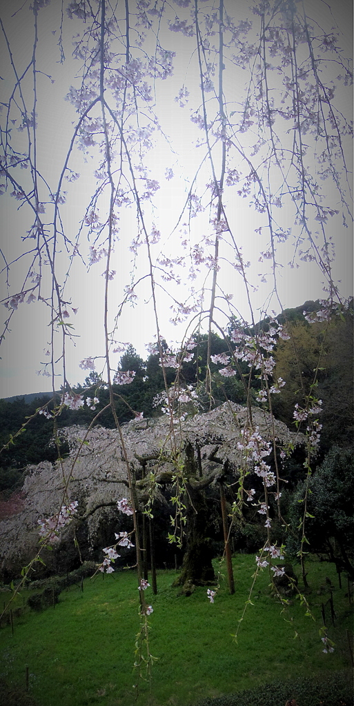 長興山のしだれ桜2017