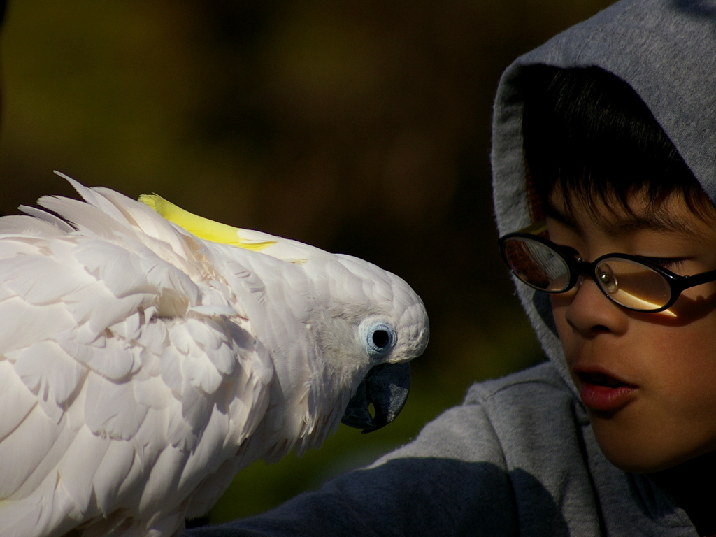 鸚鵡使いの少年