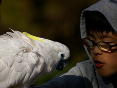 鸚鵡使いの少年