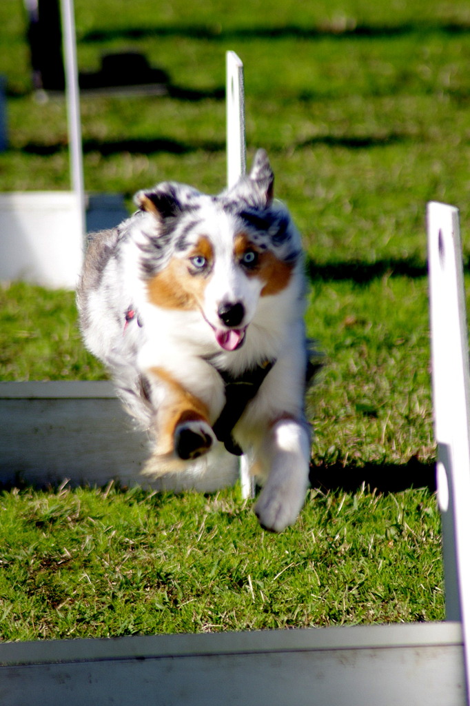 飛行犬①