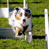 飛行犬①