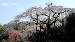 長興山紹太寺のしだれ桜