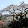 長興山紹太寺のしだれ桜