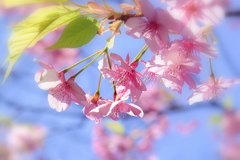 河津桜2019