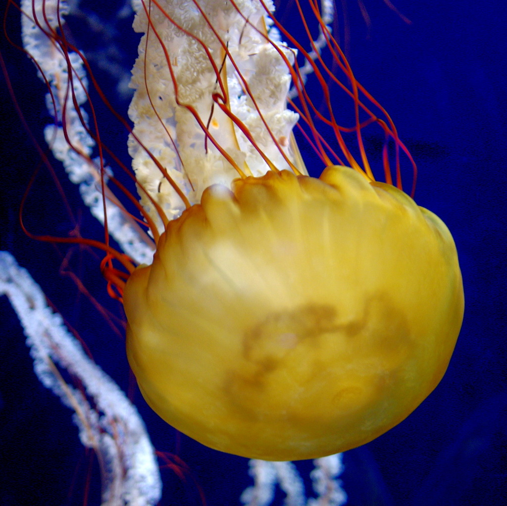 ギャラリー新江ノ島水族館