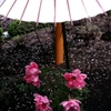 花びらとともに