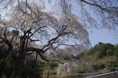 長興山紹太寺のしだれ桜②