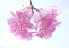 河津桜