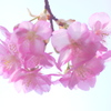 河津桜