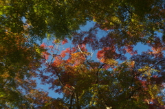 紅葉2015