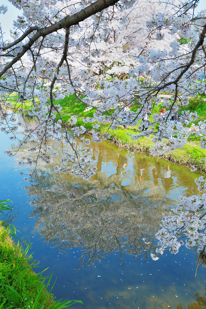 水面桜