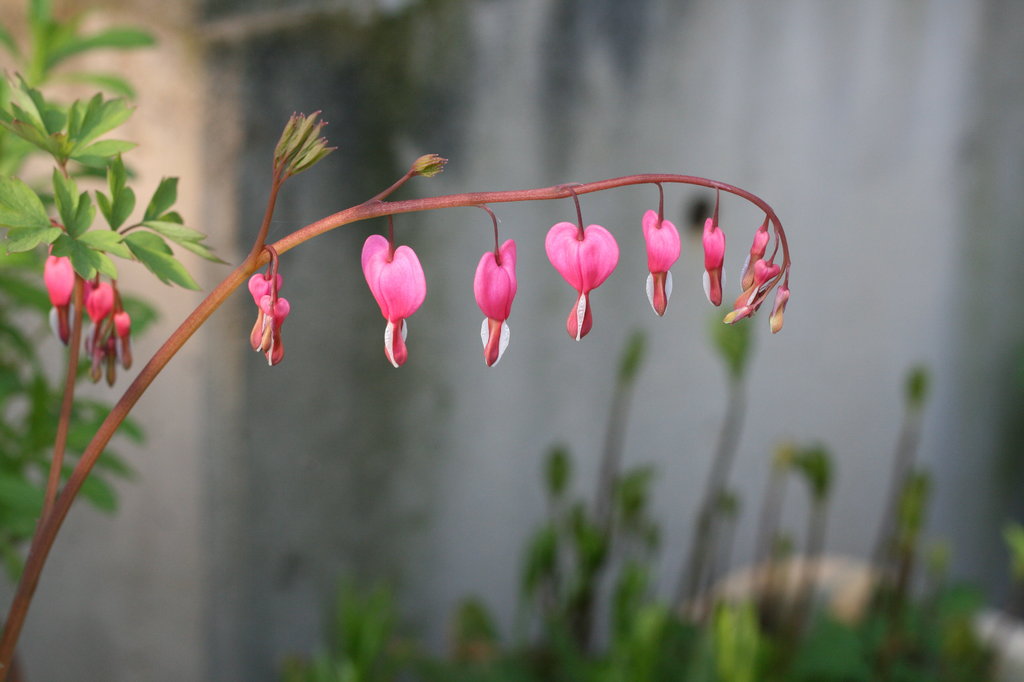 たいつり草