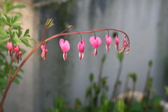 たいつり草