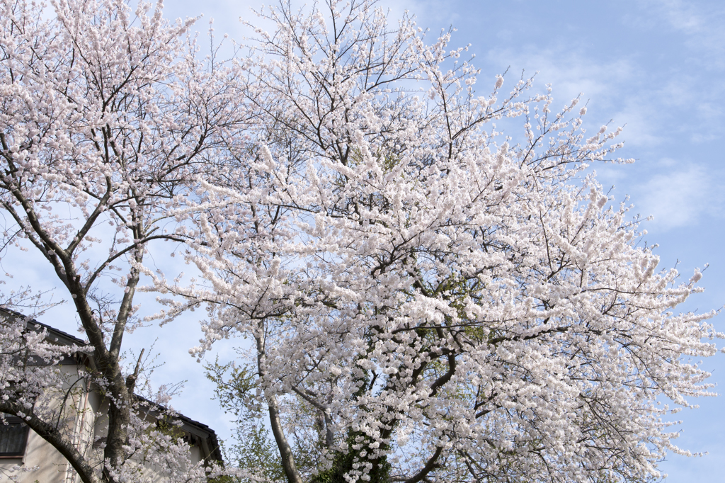 桜。